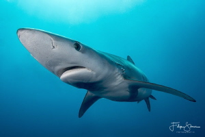 Blue shark, off coast, South Africa. by Filip Staes 